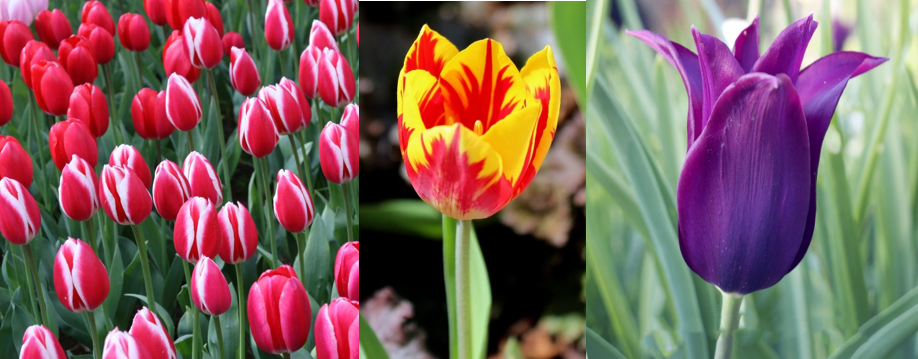 Tulpen.png